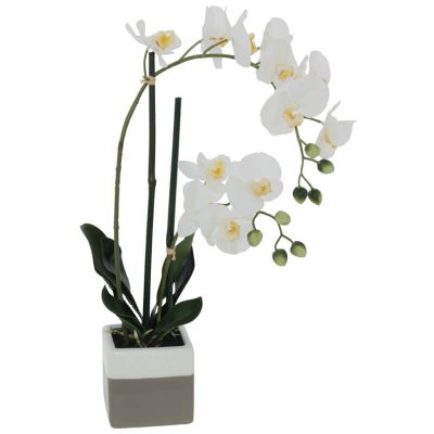 WHITE ORCHID IN POT 51CM