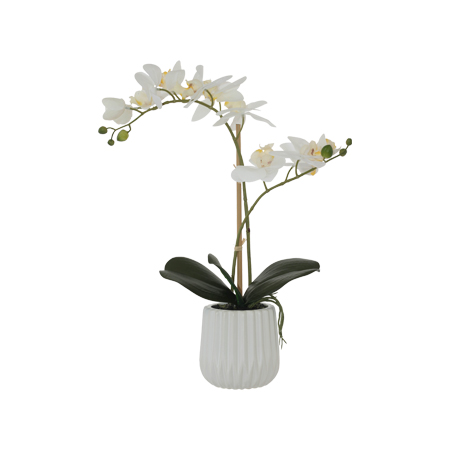 WHITE REAL TOUCH ORCHID 53CM