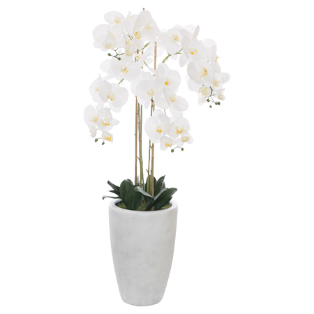 WHITE ORCHID IN POT 125 CM