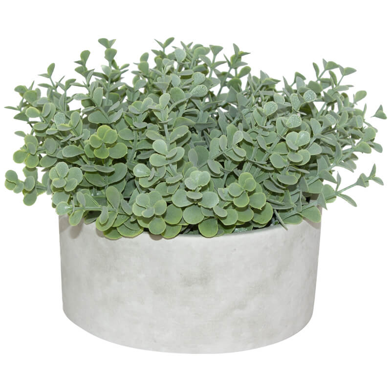 SUCCULENT IN POT 15CM - Image 2