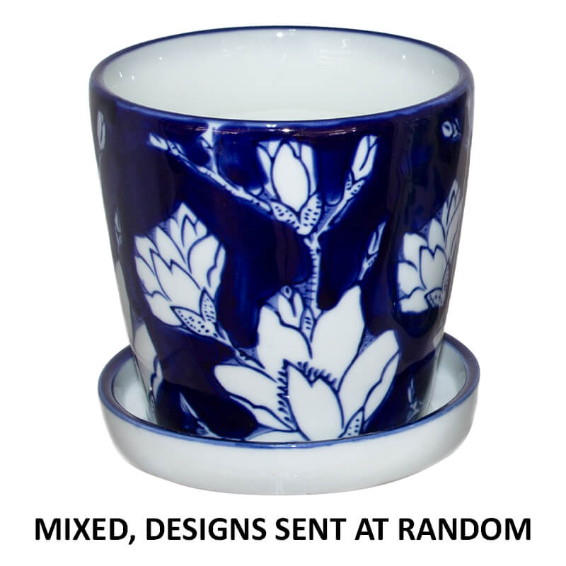 PAROS PLANTER MIXED 11CM TRAY - Image 4
