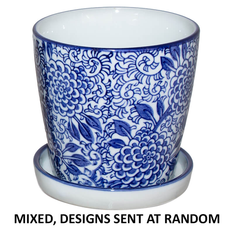PAROS PLANTER MIXED 11CM TRAY - Image 2