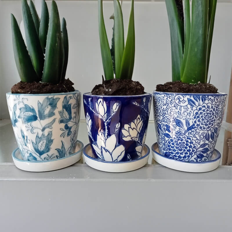 PAROS PLANTER MIXED 11CM TRAY - Image 5