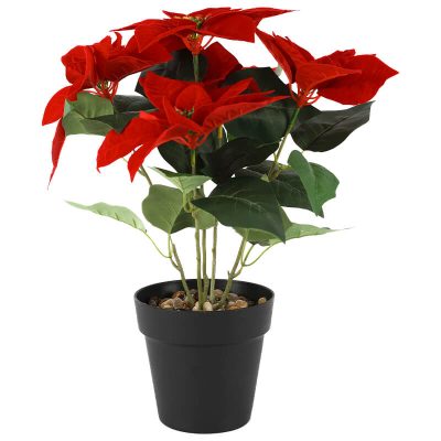 POINSETTIA IN POT