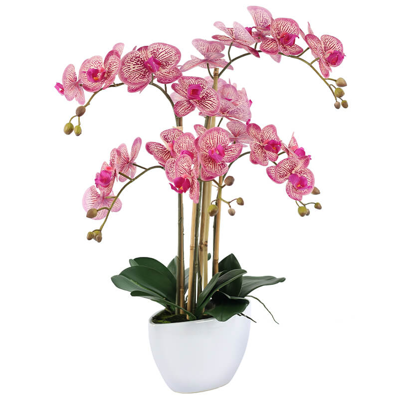 FUCHSIA ORCHID IN WHITE POT 66CM - Image 2