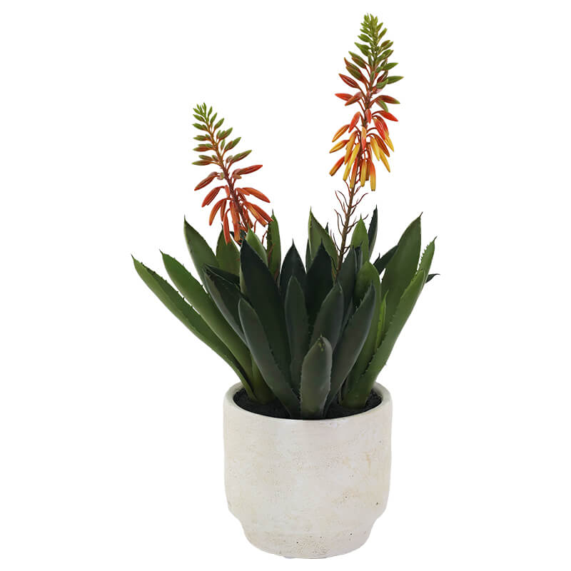ALOE IN POT 43CM