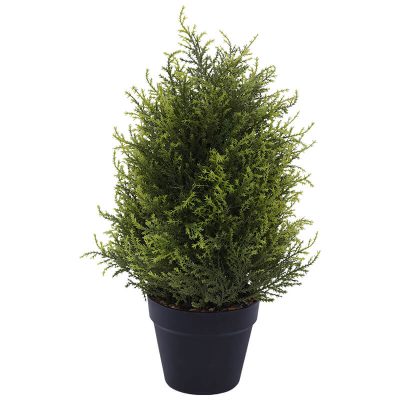 CYPRUS PLANT IN POT 50X16CM