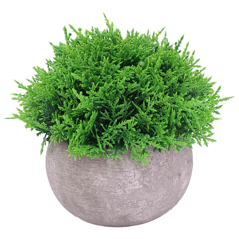 MINI CYPRUS IN POT 12CM