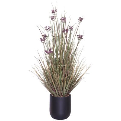 PURPLE LACE FLOWER YOUNG GRASS 136CM