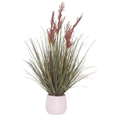 RED/RUST MISCANTHUS YOUNG GRASS 106CM