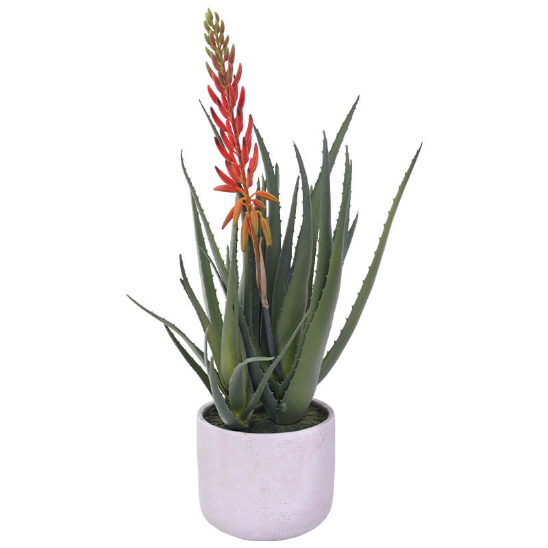 ALOE IN POT 58CM - Image 2