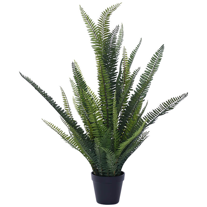 BOSTON FERN 76CM