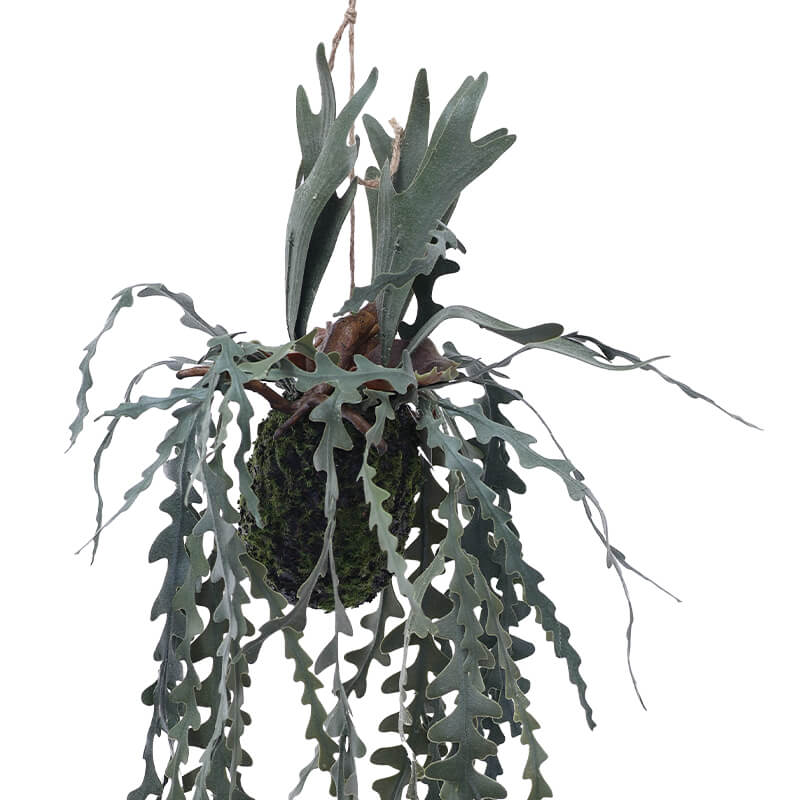 HANGING STAGHORN FERN 71CM - Image 2