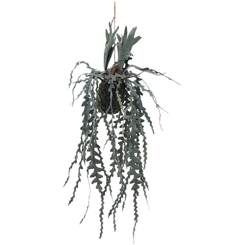 HANGING STAGHORN FERN 71CM