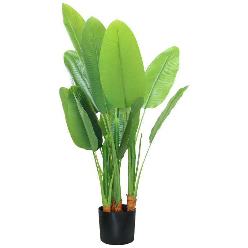 BANANA LEAF PLANT IN POT 1.3M - Image 2
