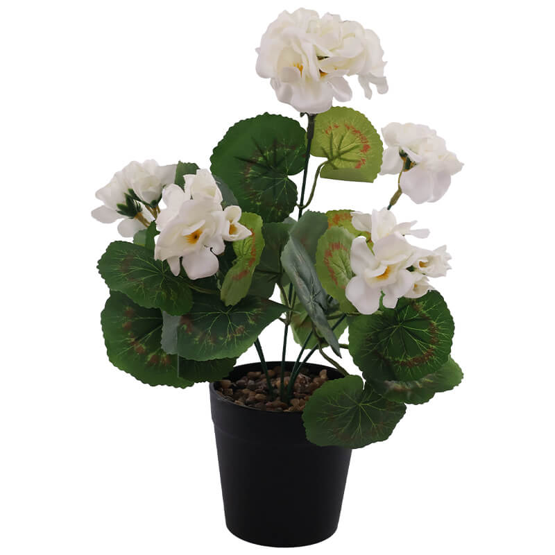 WHITE GERANIUM PLANT IN POT 32CM