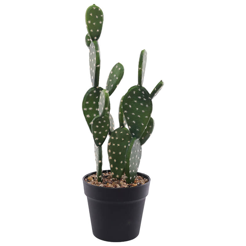 BUNNY EAR CACTUS IN POT 47CM