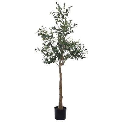 OLIVE TREE IN POT 150CM