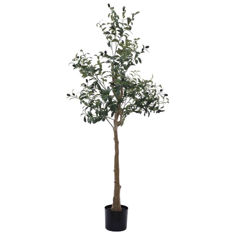 OLIVE TREE IN POT 150CM