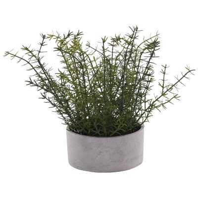 ROSEMARY IN CEMENT POT 26CM