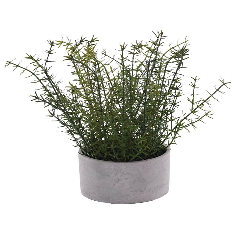 ROSEMARY IN CEMENT POT 26CM