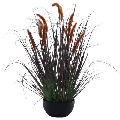 RUST/PURPLE FOXTAIL IN POT 75CM