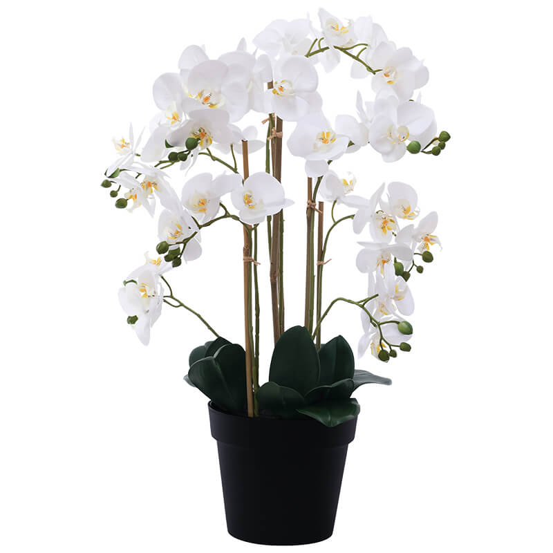 WHITE REAL TOUCH ORCHID 72CM